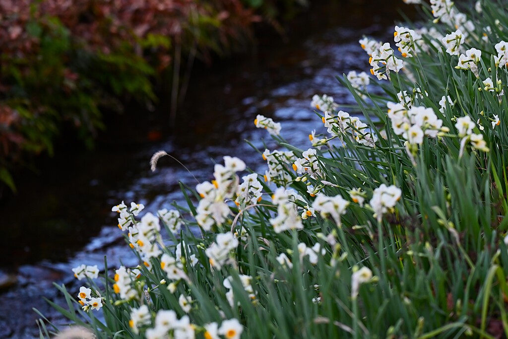 用水路・スイセンの群れ
