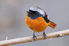 K川上流域・ジョウビタキ♂ 