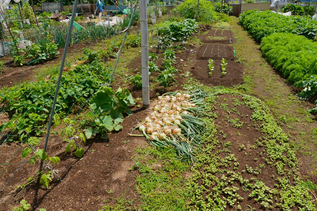 菜園・タマネギ干し風景