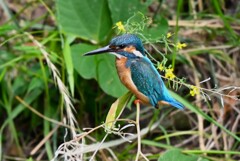 K川・中流域のカワセミ♂