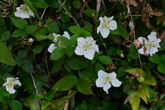 用水路・クサイチゴの花が咲き始めた