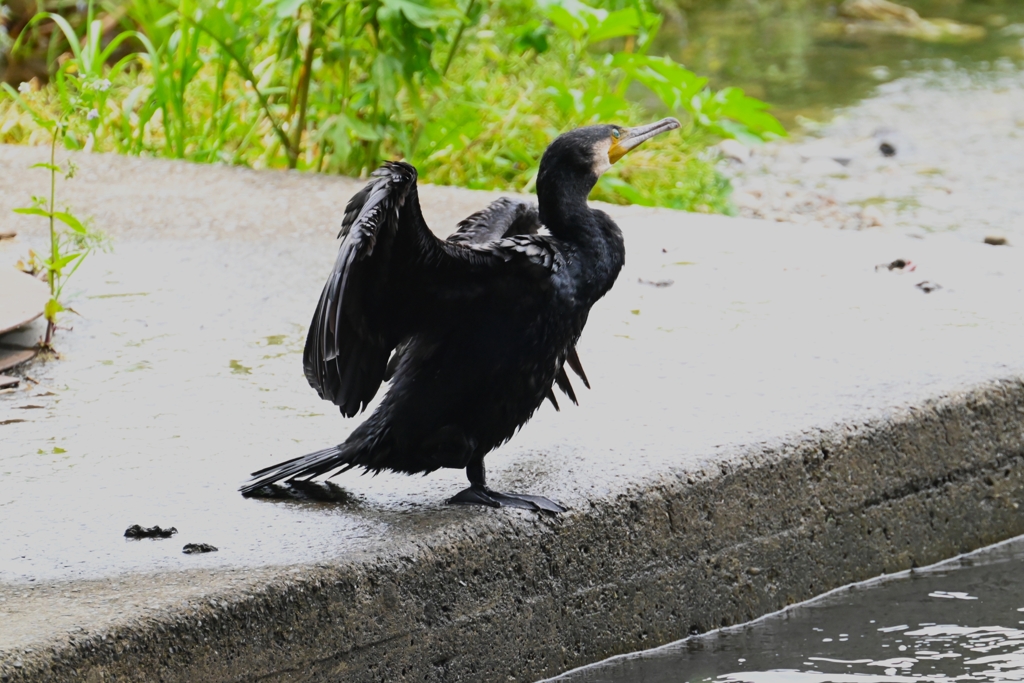 カワウ・羽干し