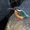 K川下流域・カワセミ♀若