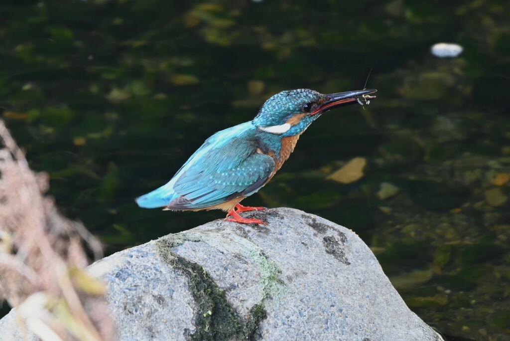 Ｋ川源流域・カワセミ♂捕食