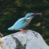 Ｋ川源流域・カワセミ♂捕食