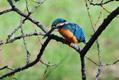 Ｋ川・中流域のカワセミ♂獲物を狙う