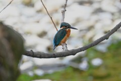 K川・カワセミ♂止まり木を換えて・・