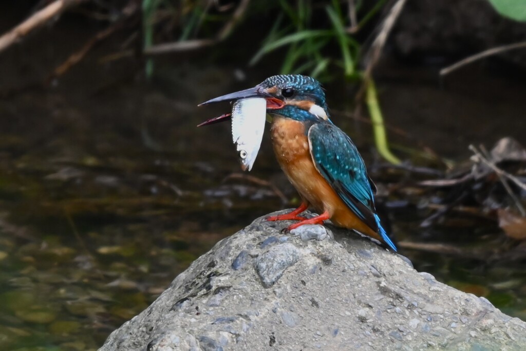 K川・中流域のカワセミ♂大物ゲット 