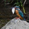 K川・中流域のカワセミ♂大物ゲット 