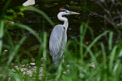 Ｋ川中流域・佇むアオサギ
