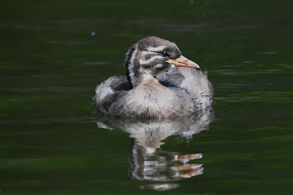 都内公園・カイツブリ（マーブルちゃん）
