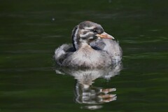 都内公園・カイツブリ（マーブルちゃん）