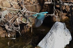 K川・いつもの愛嬌でカワセミ♂ 