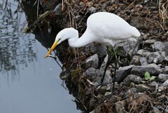 Ｋ川中流域・ダイサギの捕食シーン
