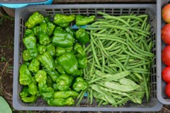菜園・ピーマンとインゲン2種
