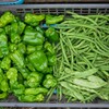 菜園・ピーマンとインゲン2種