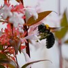 K川沿道・アベリアにクマバチ 
