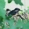 K川源流域・カワセミ♂若B 
