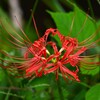 用水路・三つ目のヒガンバナ開花