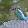K川のカワセミ♀若