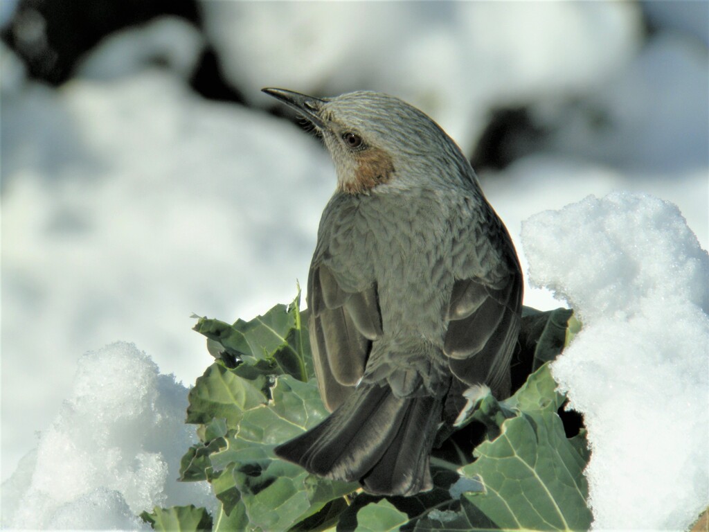 ヒヨドリ雪の中