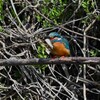 Ｋ川・中流域のカワセミ♂ (魚ゲット)