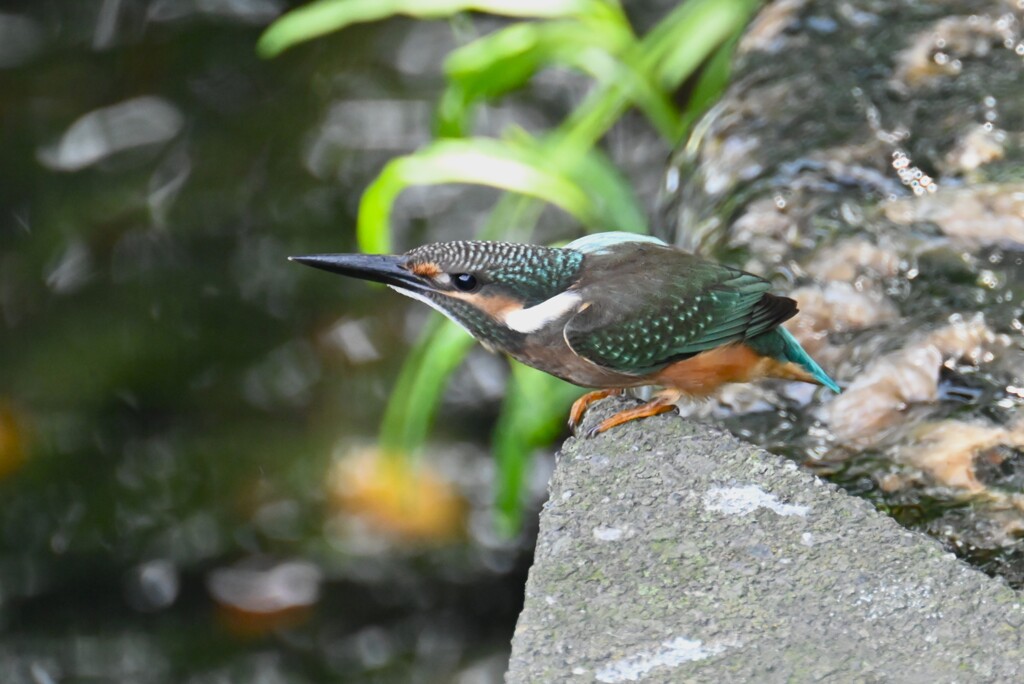 K川・カワセミ♂若飛び出しの態勢