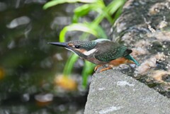 K川・カワセミ♂若飛び出しの態勢