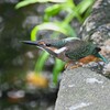 K川・カワセミ♂若飛び出しの態勢