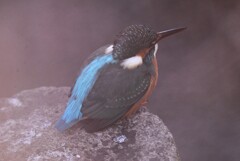 用水路・カワセミ♀若、枝の隙間から・・