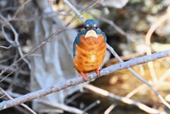 K川・上流のカワセミ♂前顔