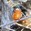 K川・上流のカワセミ♂前顔