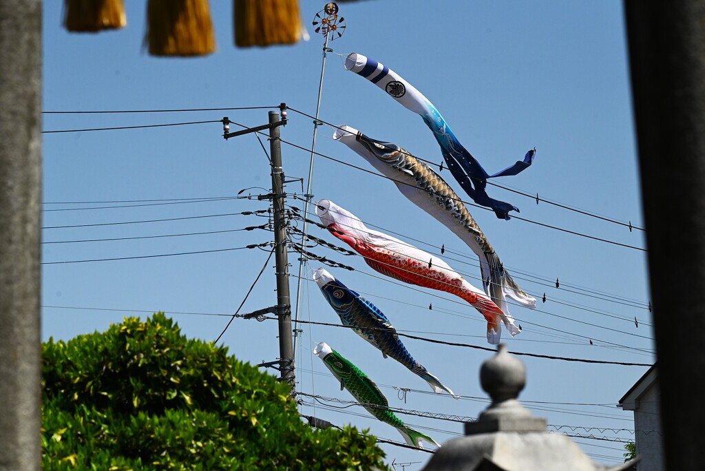 K川下流域～所用の為道を反れて・・こいのぼり