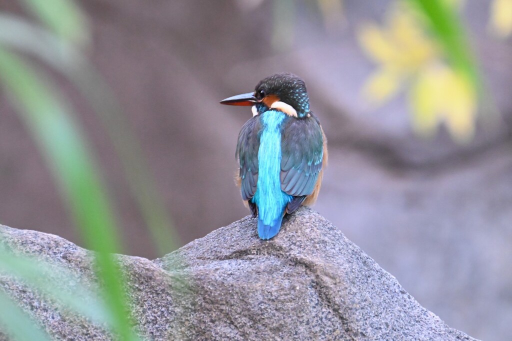 用水路・カワセミ♀ 