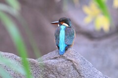 用水路・カワセミ♀ 