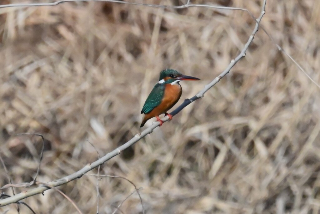 Ｋ川・中流域のカワセミ♀