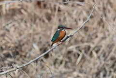 Ｋ川・中流域のカワセミ♀