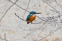 K川・上流域のカワセミ♂ 