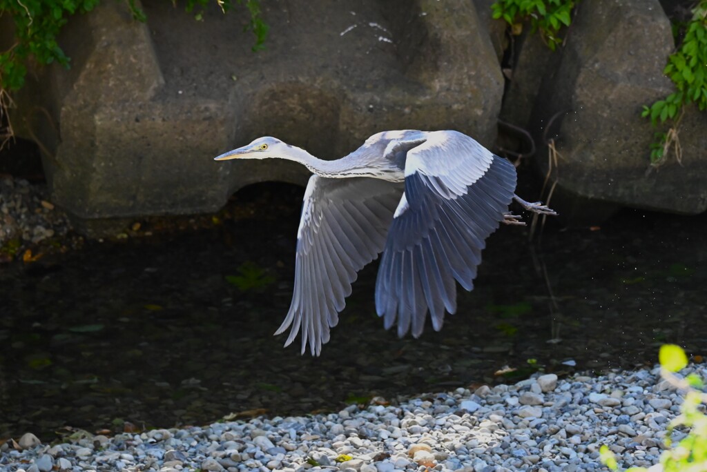 K川下流域・アオサギ飛翔