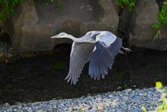 K川下流域・アオサギ飛翔