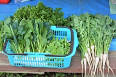 菜園・5月5日の間引き収穫