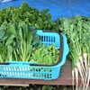 菜園・5月5日の間引き収穫