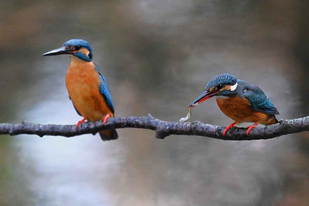 都内公園・カワセミ♀自分で捕って食べる