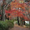 紅葉深まる師走