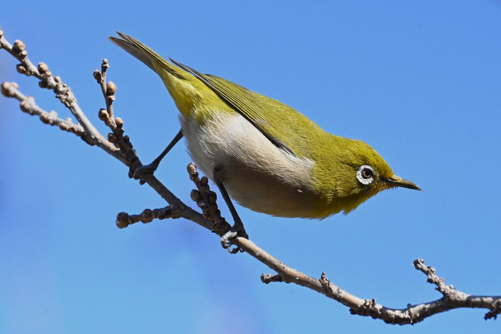 K川・川原の桜にメジロ 