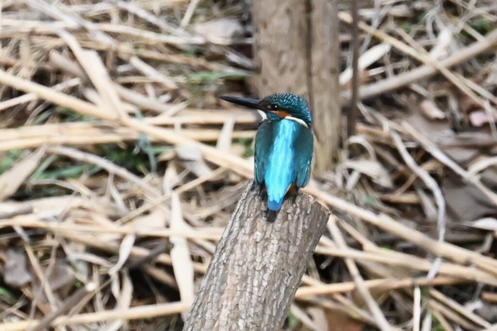 Ｋ川・中流域のカワセミ♂最近お気に入りの止まり木