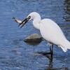 Ｋ川中流域・大物オイカワを食べるコサギ 