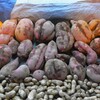 菜園・10月10日のサツマイモ収穫