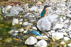 K川・カワセミ♂若同士のバトル..