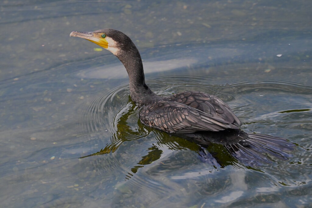 K川・中流域のカワウ